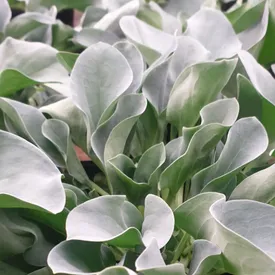 Устричный лист, 25 шт.